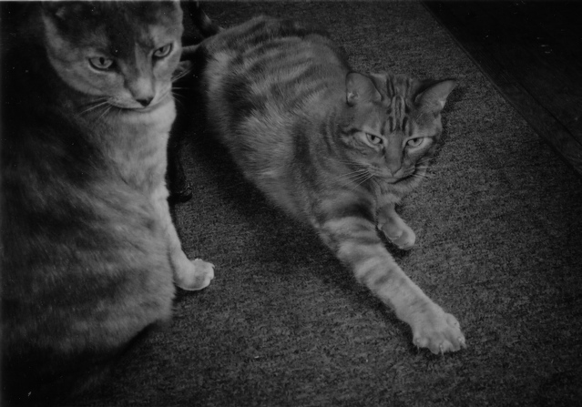 cats