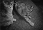cats