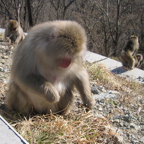 Monkeys