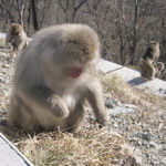 Monkeys